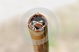 Cute Frog Hiding In Bamboo