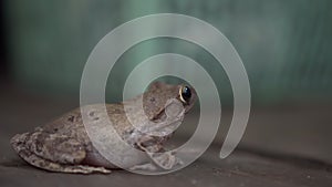 Cute frog just standing still at wooden house. close up. photogenic. 3