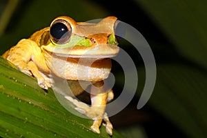 Cute Frog, New Granada cross-banded tree frog Smilisca phaeota