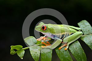 A cute frog is perched on a green leaf