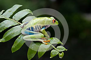 cute frog perched on a leaf
