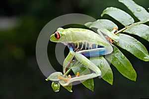 cute frog perched on a leaf