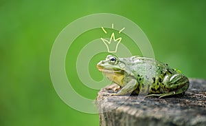 Cute frog princess or prince. Toad painted crown, shooting outdoor
