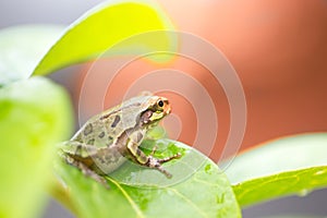 A cute frog on a rainy day