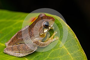 Cute frog resting on leaf