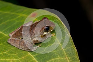 Cute frog resting on leaf
