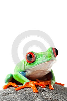 Cute frog on a rock isolated white