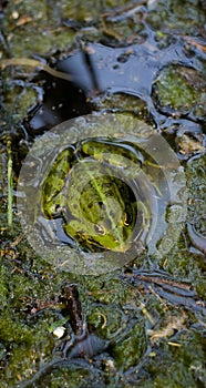 Cute frog sitting on a dirty algae, which reflects on the meaning of life.