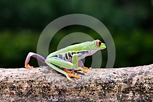 cute frog walking on tree branch