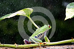 A cute frog is walking on a tree branch