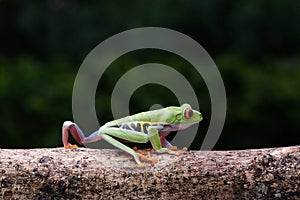 A cute frog is walking on a tree branch