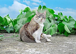 Cute fuffly cat with blue eyes posing to the camera with natural blue sky as background.