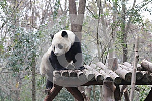 Close-up Panda`s Fluffy Face, Chengdu, China photo