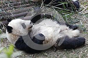Closed-up Fluffy Giant Panda is Eating Bamboo Leaves with her Cub, Chengdu , China
