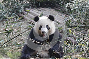 Fluffy Giant Panda is Eating Bamboo Leaves with her Cub, Chengdu , China