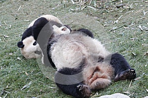 Mother Giant Panda is Playing Fighting with her Cub, Chengdu , China