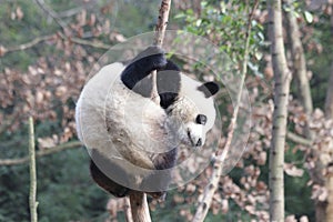 Playful Panda Bear on the Tree, Chengdu , China photo