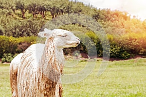 Cute funny alpaca with long curly hair close-up