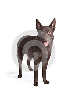 Cute and funny australian Kelpie photo