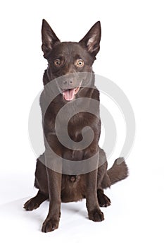 Cute and funny australian Kelpie photo