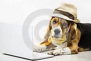 Cute funny beagle dog in a hat is watching an internet game laptop