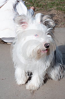 A cute and funny Biewer Yorkie puppy sits wearily on the road in the park during a walk. Blue-eyed beautiful Yorkshire