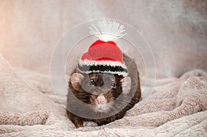 Cute funny black rat, sitting in red hat, on soft fluffy light fabric, for postcards, symbol of the new year 2020