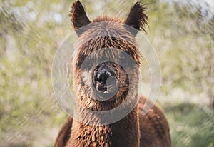 Cute funny brown alpaca looking at the camera