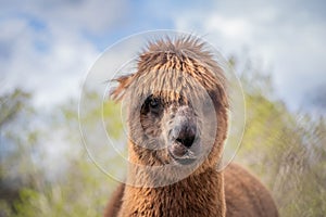 Cute funny brown alpaca looking at the camera