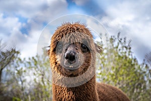 Cute funny brown alpaca looking at the camera