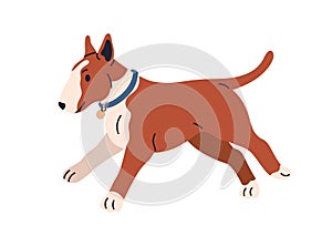 Cute funny bull terrier. Happy comic puppy of bullterrier breed. Joyful pup jumping, running, having fun. Active doggy