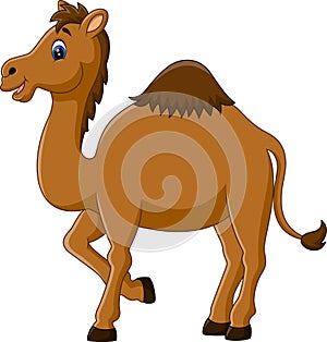 Cute funny camel