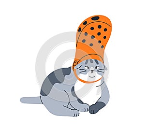 Cute funny cat. Comic feline animal with shoe on head. Fool goofy mischievous kitty. Amusing adorable confused pet. Fun
