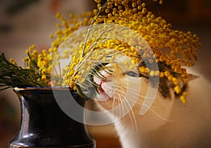 Cute funny cat gnaw chew mimose flowers in vase