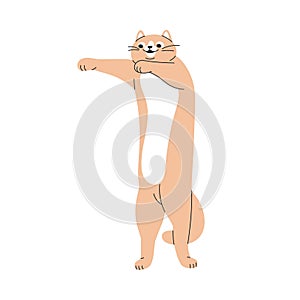 Cute funny cat going, dancing on hind paws. Happy joyful feline animal. Amusing adorable joyous kitty having fun