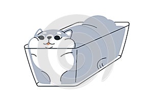 Cute funny cat lying inside glass container. Amusing adorable feline animal relaxing in dish. Comic fool kawaii fat