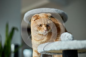 Cute funny cat playing on Furniture Scratching Deterrent Tree