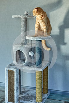 Cute funny cat playing on Furniture Scratching Deterrent Tree