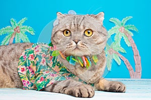 Cute and funny cat on vacation, relax. In a shirt with flowers and a Hawaiian wreath