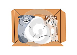 Cute funny cats in box. Amusing adorable kitties pets group, friends inside tight cardboard. Feline animals in carton