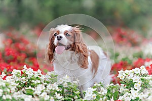 Cute funny cavaleir king charles spaniel breed dog among red and white flowers