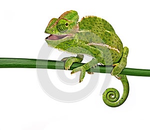 Cute funny chameleon - Chamaeleo calyptratus