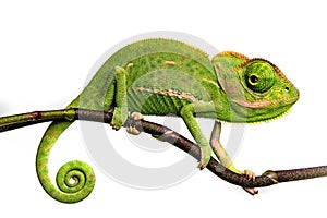 Cute funny chameleon - Chamaeleo calyptratus photo