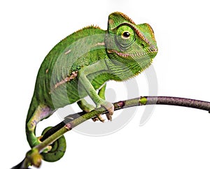 Cute funny chameleon - Chamaeleo calyptratus photo
