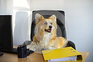 Cute funny corgi dog sits in a chair and working on a computer in the office at work place