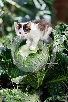Cute funny curious kitten cat sitting on cabbage