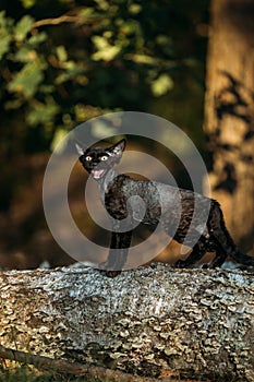 Cute Funny Curious Playful Gray Black Devon Rex Cat sitting on fallen tree trunk in forest, garden and meowing. Obedient