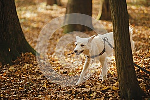 Cute funny dog brings wooden stick in autumn woods. Adorable swiss shepherd white dog in harness and leash playing with twig in