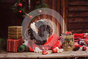Cute funny dog celebrating Christmas and New Year with decorations and gifts