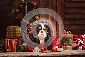 Cute funny dog celebrating Christmas and New Year with decorations and gifts